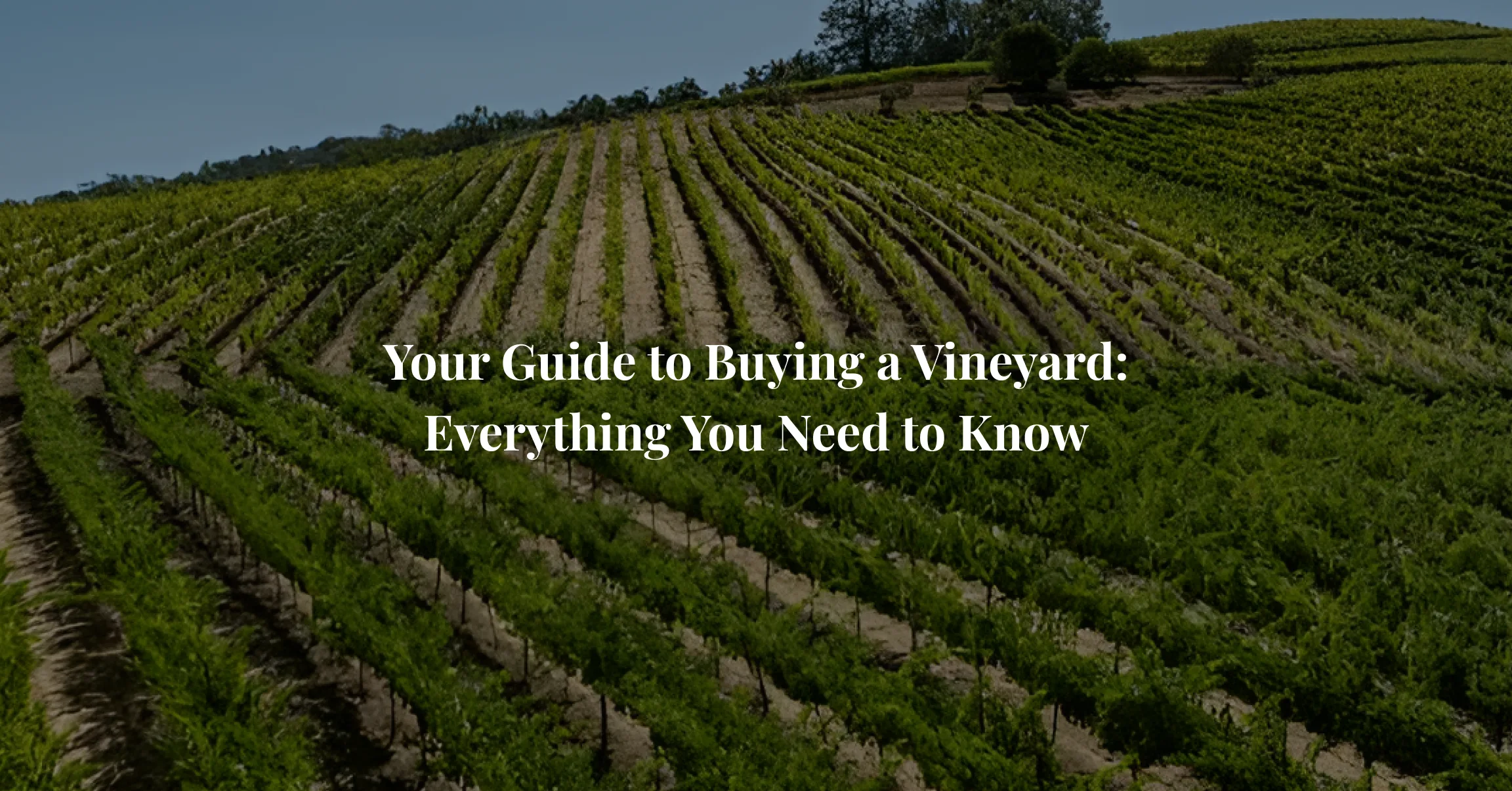 Vineyard