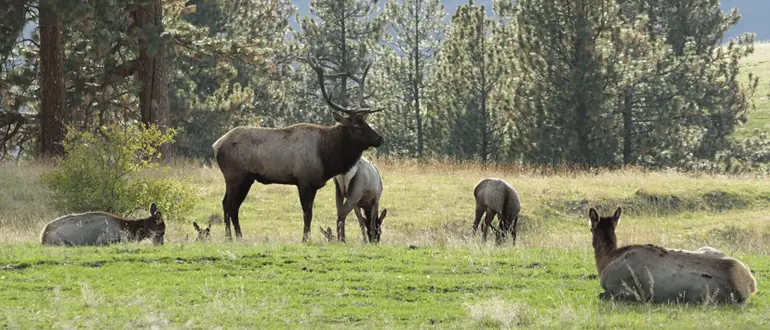 Shilo ranch