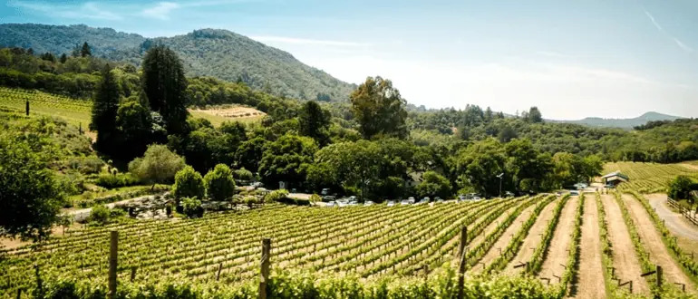buying a vineyard