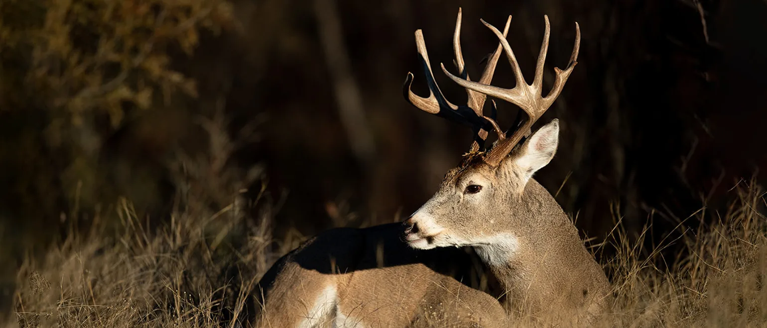 How-Bucks-Use-Terrain-and-Wind-When-Bedding-1