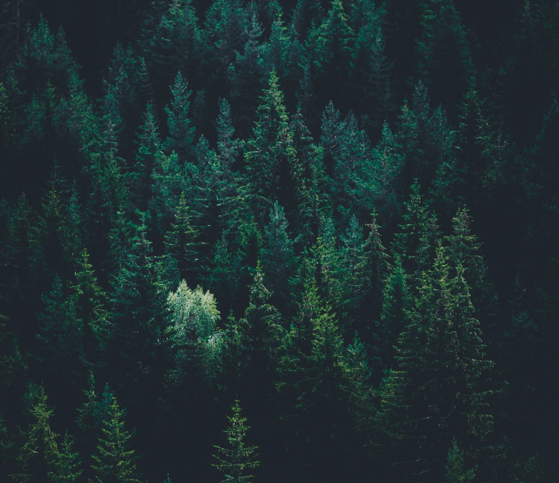 View Timber Land For Sale