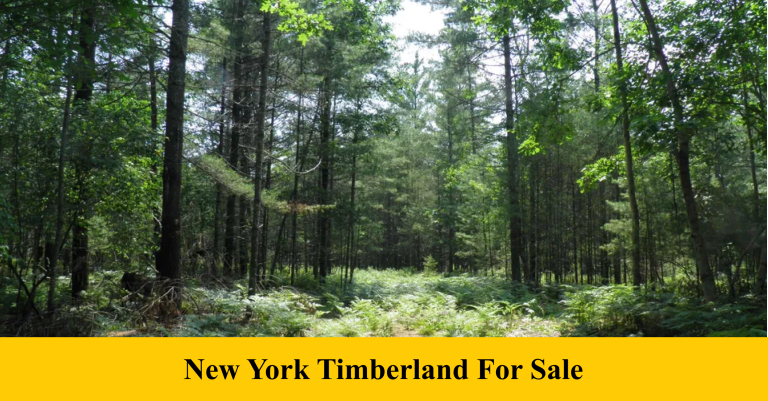 New York Timberland For Sale