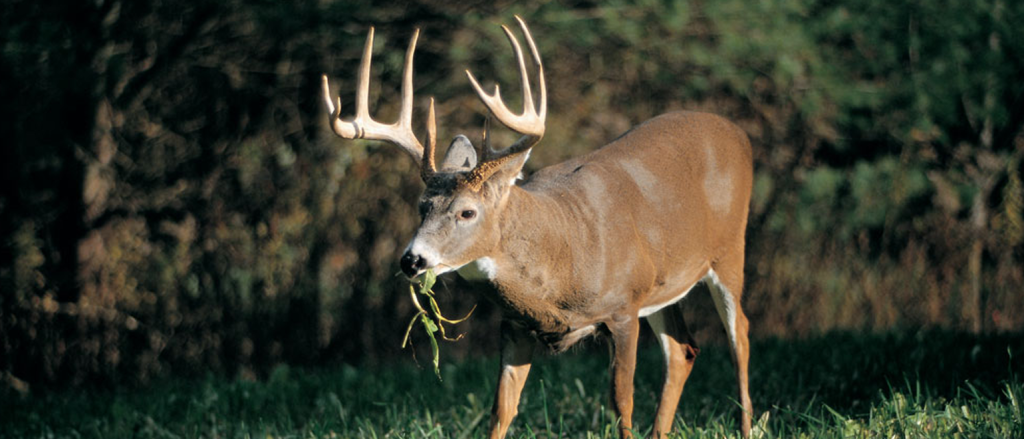 Key to the best deer