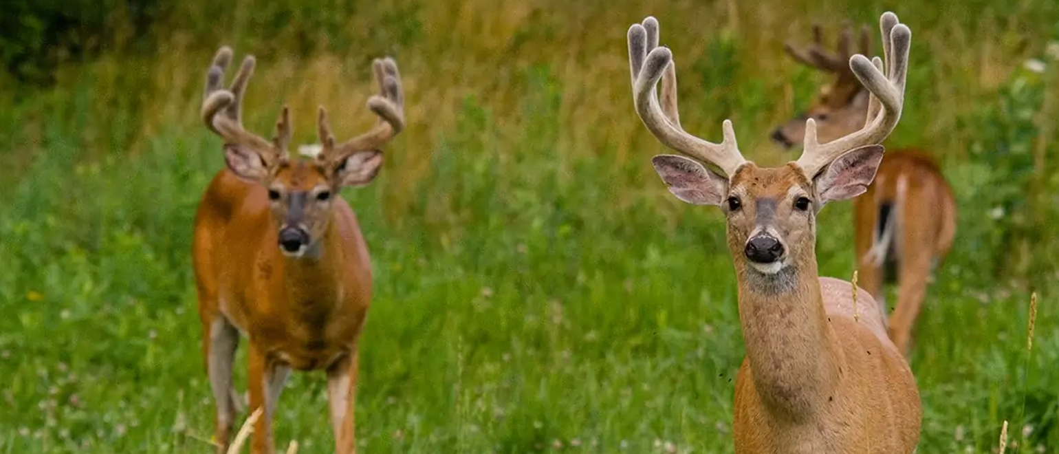 Avoid Direct Confrontation With Poachers