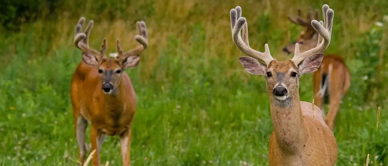 Avoid-Direct-Confrontation-With-Poachers-