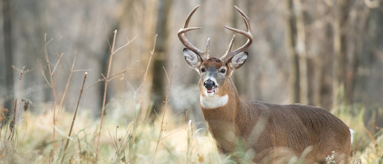 Best Late Season Deer Hunting Tips_