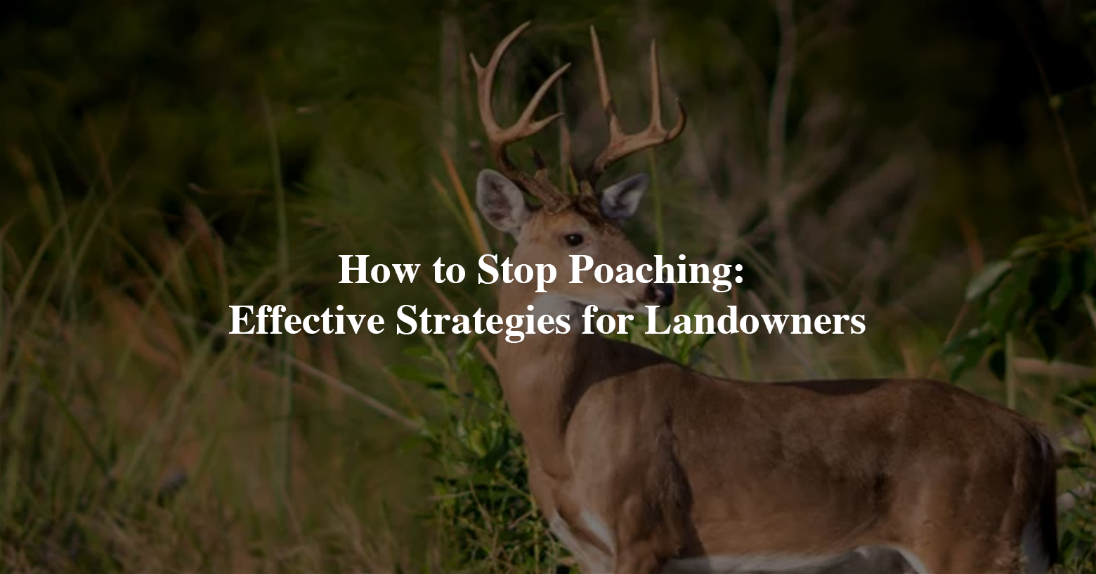Featured_How to Stop Poaching- Effective Strategies for Landowners