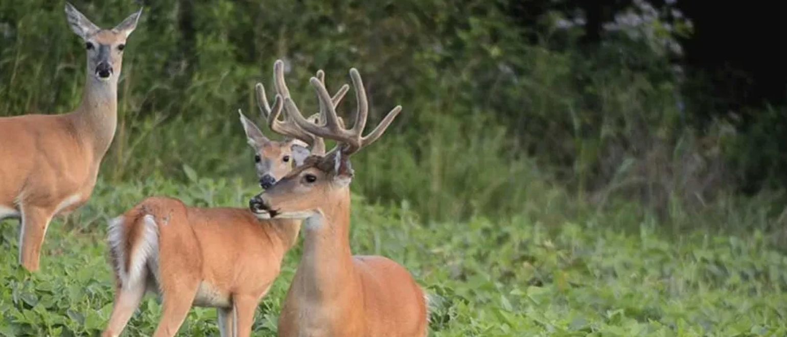 How to Stop Poaching- Effective Strategies for Landowners