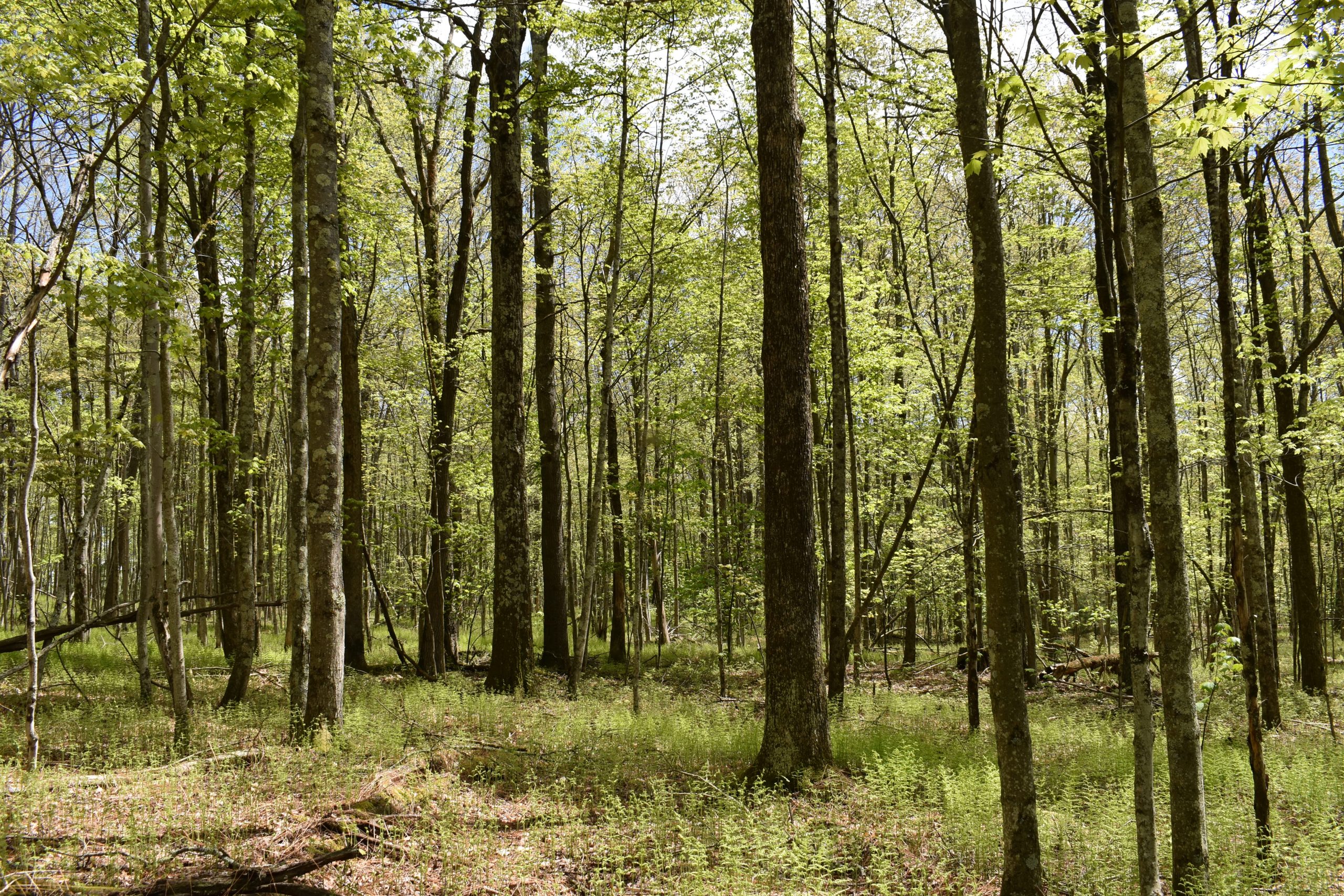 Grugan Hollow