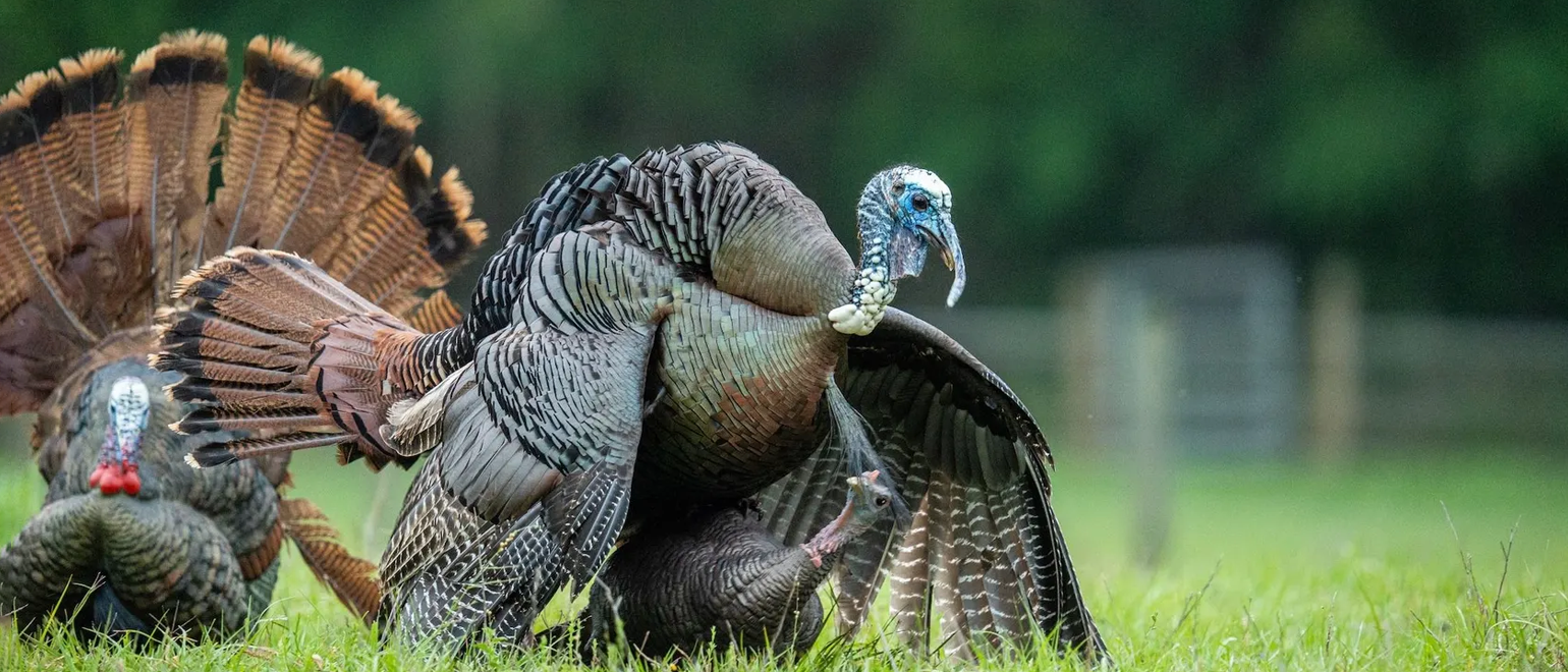 Turkey Food Plot Planting Guide