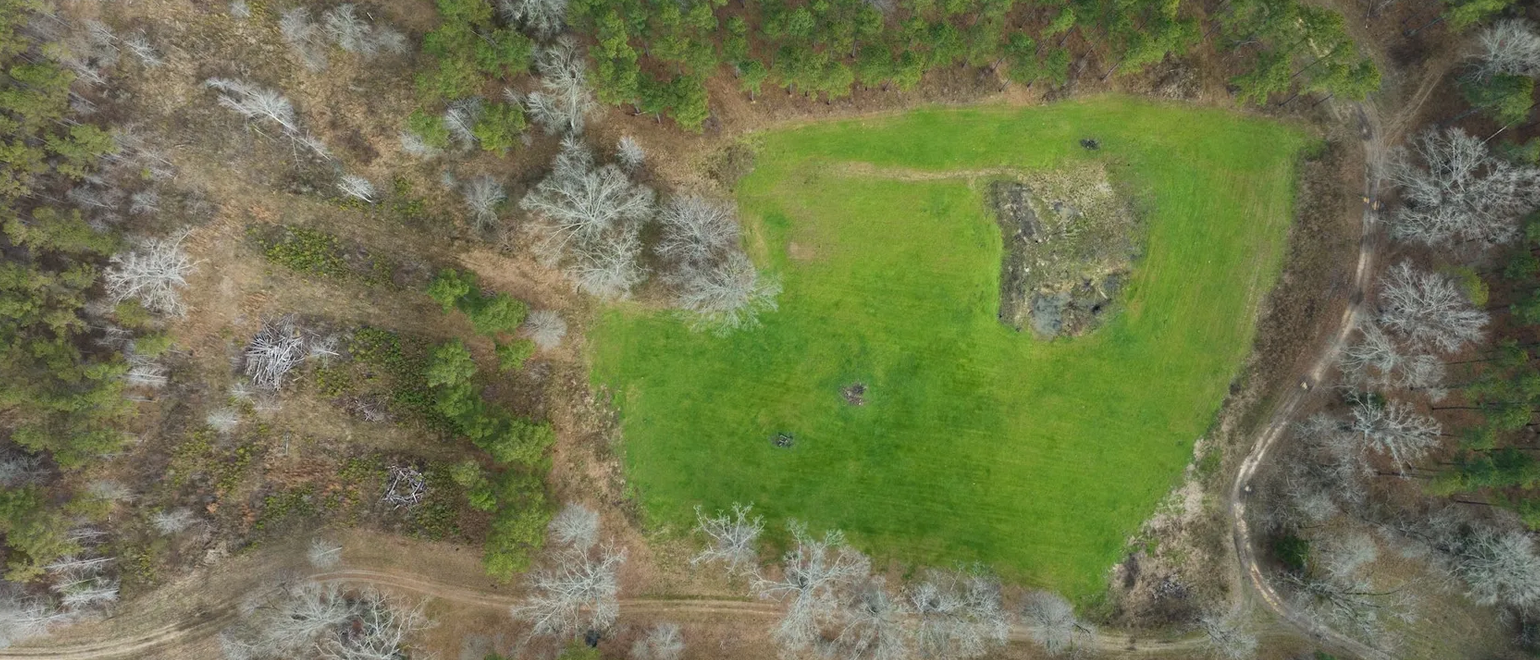 Planting Tips for Wild Turkey Habitat