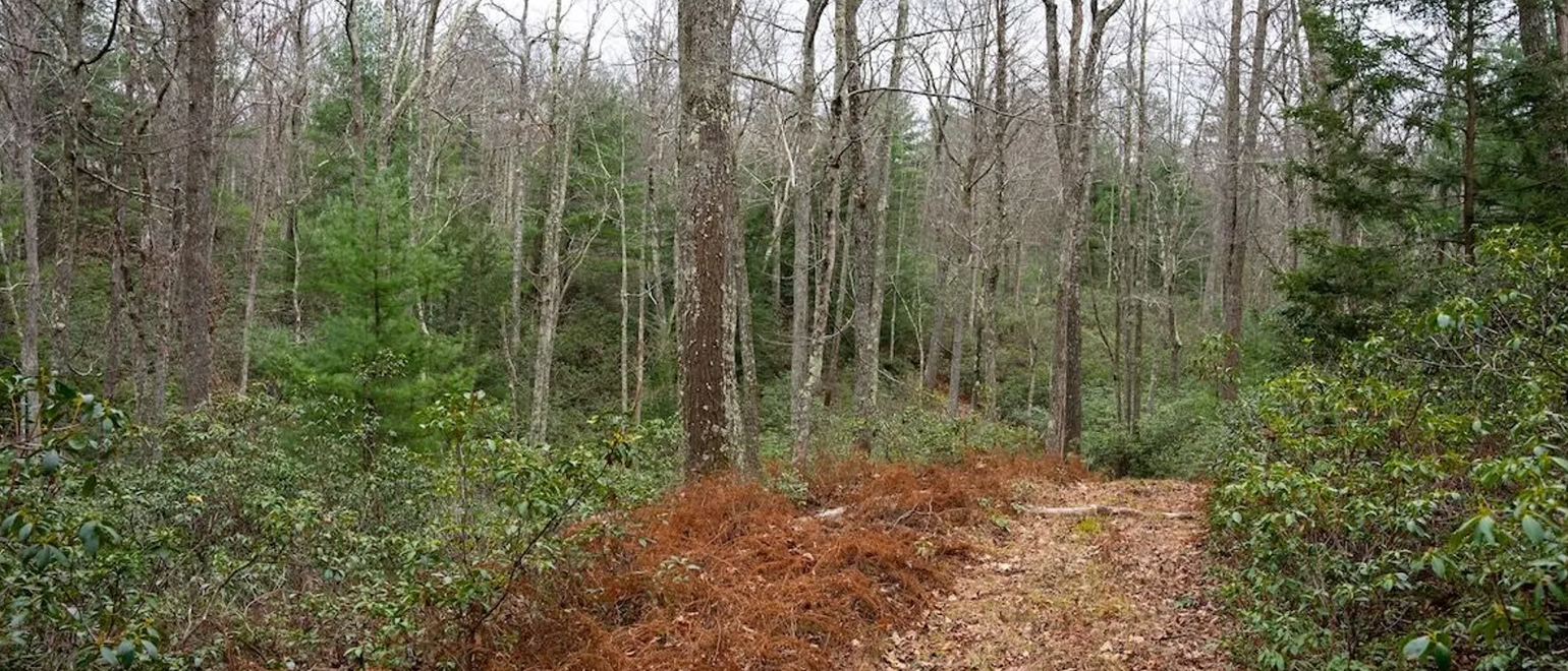 Best Way to Hunt Ridges for Whitetail Deer