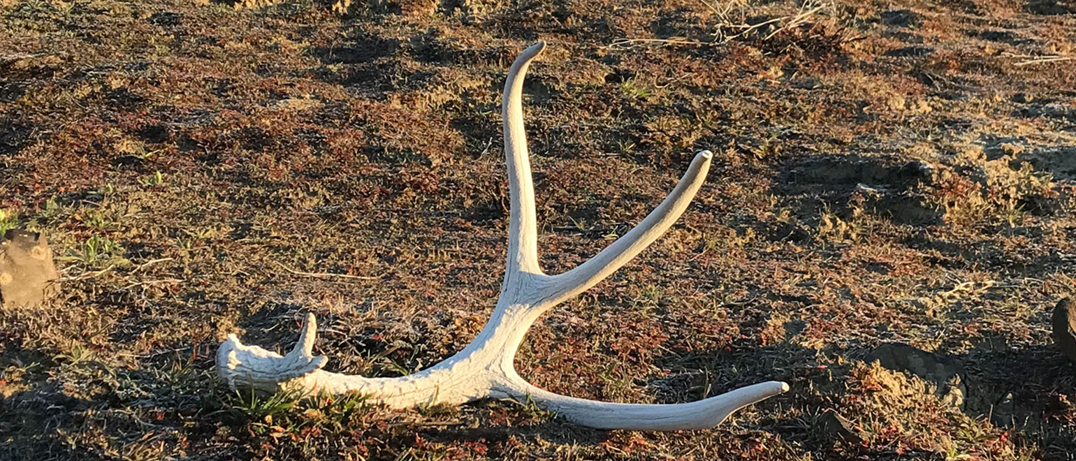 Ideal Time to Start Looking for Deer Sheds