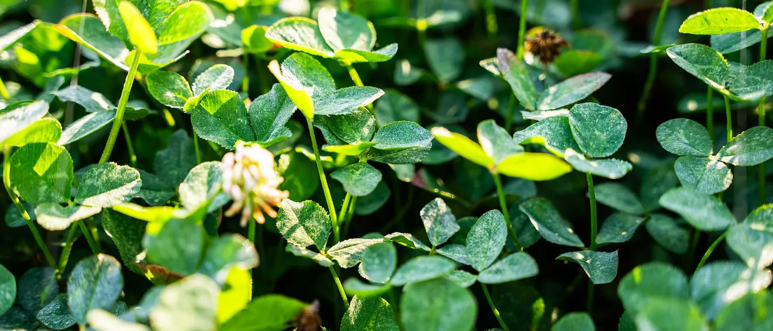 Best Plants for Turkey Habitat