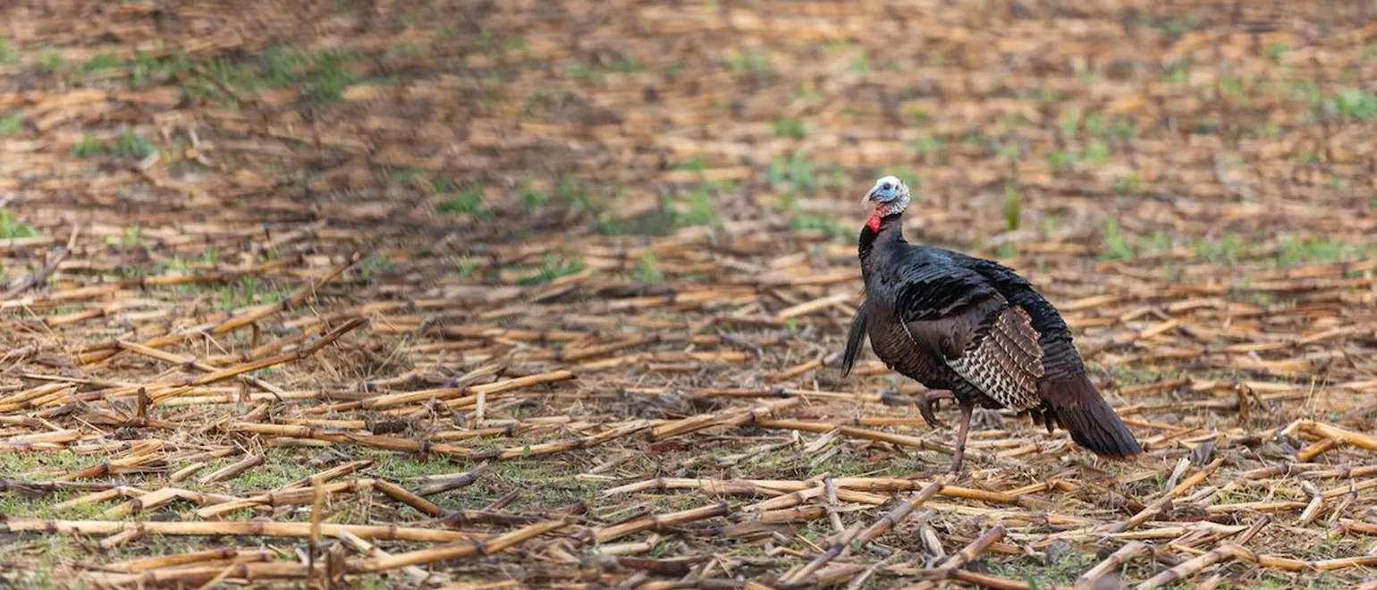 Spring Turkey Hunting Gear