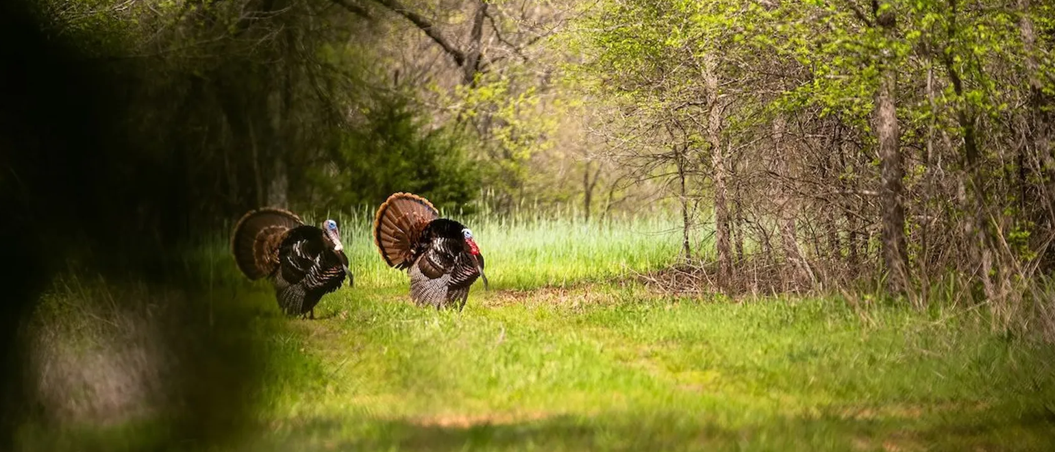 Turkey Calls: Your Sound Strategy