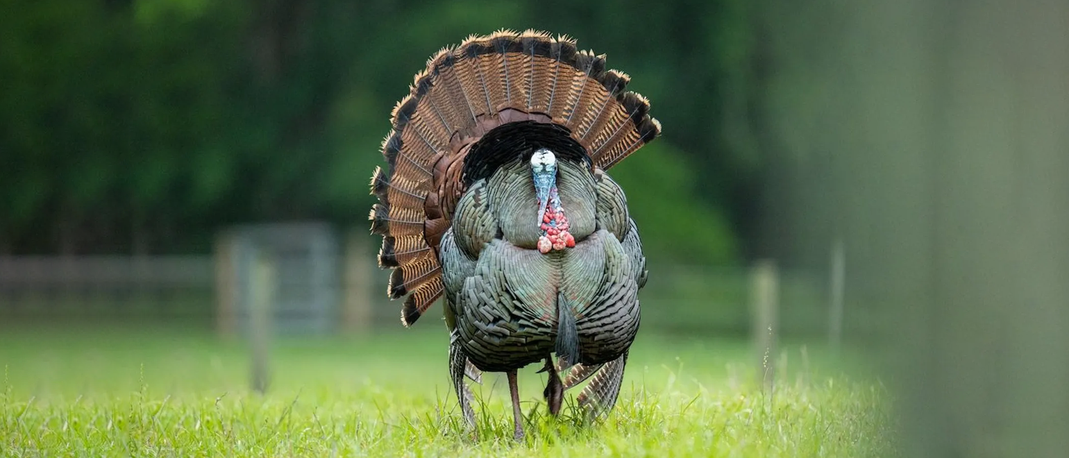 Turkey Hunting Gear