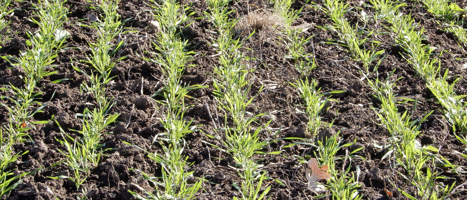 Food Plot Ideas for Turkeys