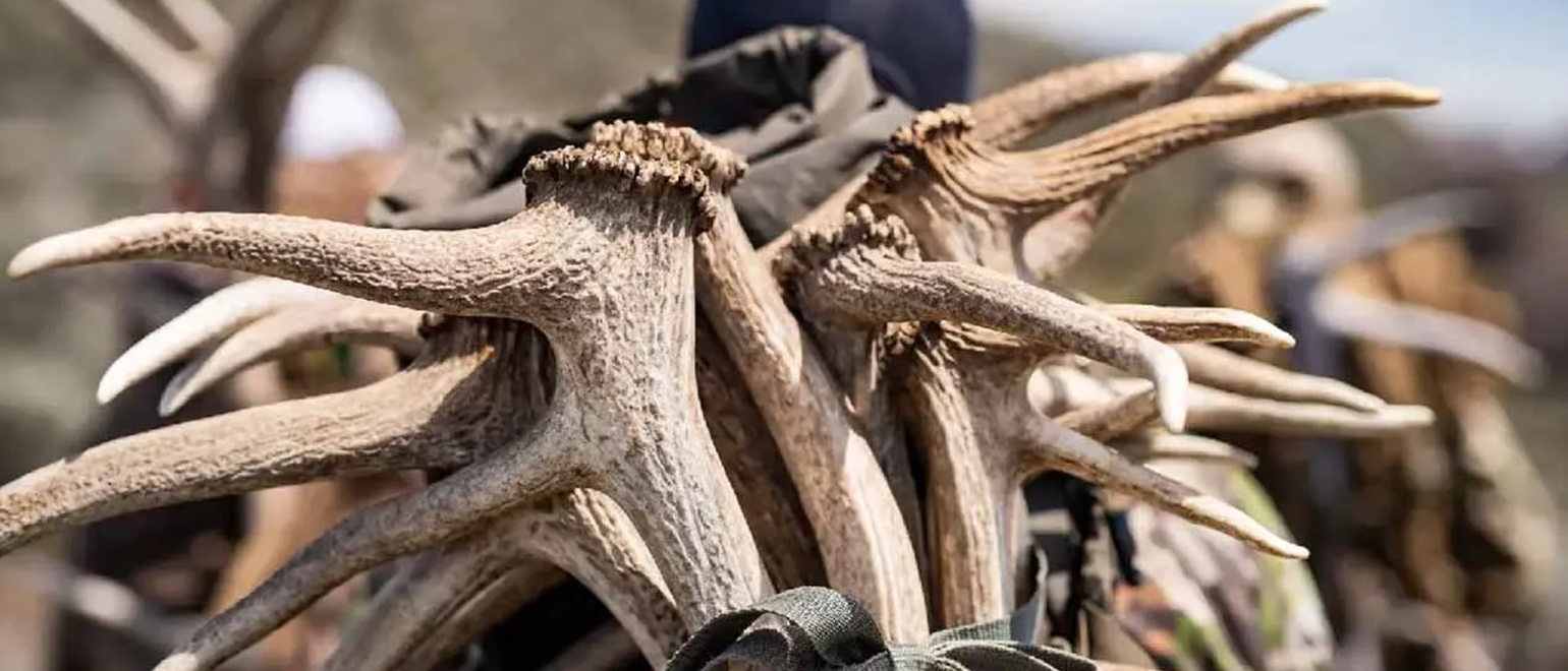 Prime Season for Shed Hunting